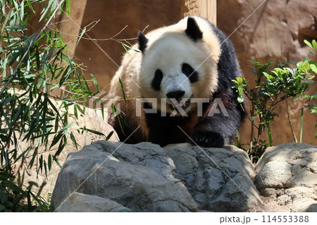 動き回るパンダ 114553388