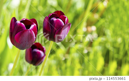 Three dark burgundy tulips on a green lawn 114553661