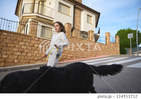 Little kid girl walking her dog on the city street. Adorable kid enjoying spending time with her pedigree purebred cocker spaniel, have with with her pet outdoors. Playing pets and people concept 114553712