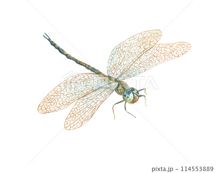 Dragonfly with golden wings. Summer flying insect. Damselfly in Art Nouveau style. Macro, perspective view. Watercolor illustration. For wedding invitations, birthday cards, label, decor 114553889