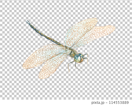 Dragonfly with golden wings. Summer flying insect. Damselfly in Art Nouveau style. Macro, perspective view. Watercolor illustration. For wedding invitations, birthday cards, label, decor 114553889