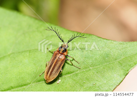 ヒゲナガハナノミ（オス） 114554477