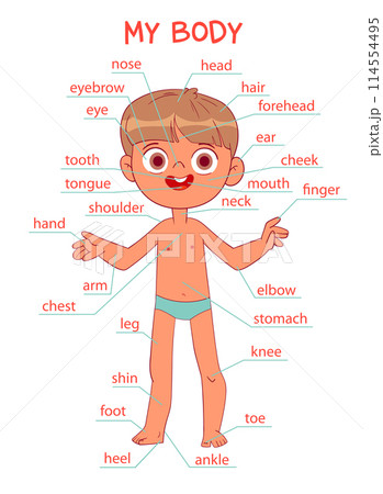 My body parts. Boy. Cartoon style My body parts. Boy. Cartoon style 114554495