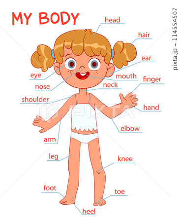 My body parts. Girl. Cartoon styleのイラスト素材 [114554507] - PIXTA