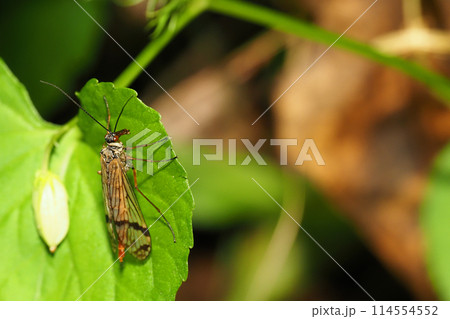 キシタトゲシリアゲ（メス） 114554552