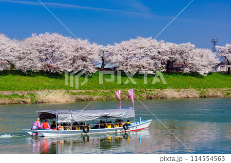 白石川堰堤の桜_0411 白石川堰堤の桜_0411 114554563