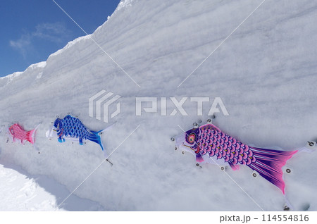 雪の大谷と鯉のぼり  立山黒部アルペンルート  114554816
