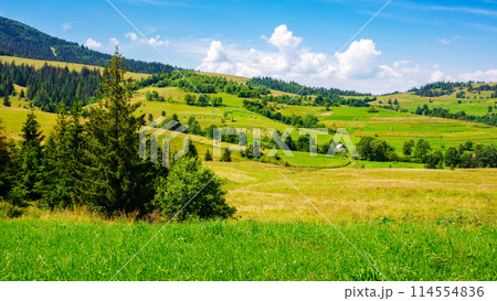 landscape with rolling hills and rural fields. coniferous trees near grassy meadow. nature scenery of podobovets valley. sustainable life in mountainous transcarpathia countryside of ukraine in summer 114554836