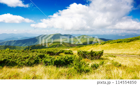rolling nature landscape with alpine grassy meadow of chornohora ridge on a sunny day. carpathian mountain scenery of ukraine in summer. popular travel destination to the petros mountain 114554850