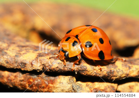 ハラグロオオテントウ 114554884