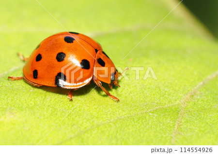 ハラグロオオテントウ 114554926