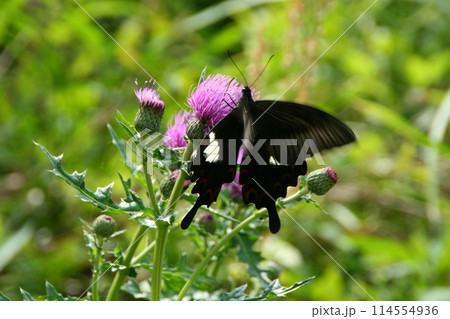 里山のアザミの花にとまる蝶の舞い 里山のアザミの花にとまる蝶の舞い 114554936