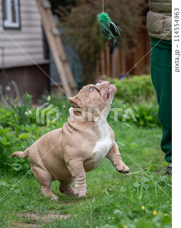American Bully puppy playing with human hands. The dog lies on its back with its paws outstretched. A dog's love for its owner American Bully puppy playing with human hands. The dog lies on its back with its paws outstretched. A dog's love for its owner 114554963