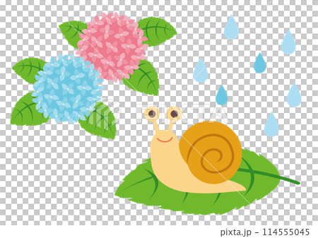 雨、繡球花和騎在葉子上的蝸牛的插圖 114555045