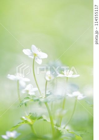 ニリンソウ ニリンソウ 114555117