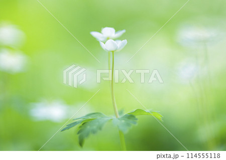 ニリンソウ 114555118