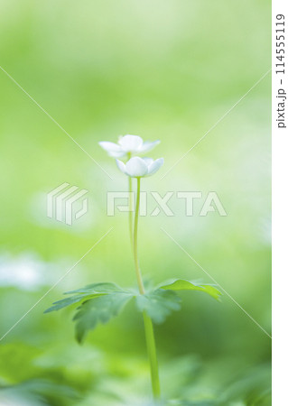 ニリンソウ ニリンソウ 114555119
