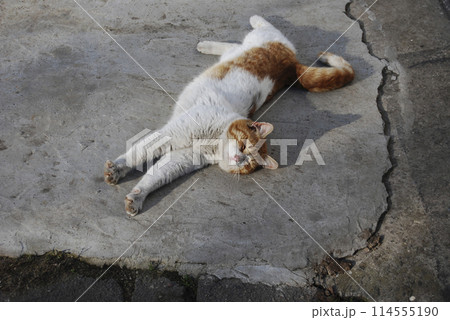 A white and red cat stretches out lying on its side.The cat's carefree and calm behavior. A white and red cat stretches out lying on its side.The cat's carefree and calm behavior. 114555190