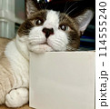まん丸な猫　 114555240