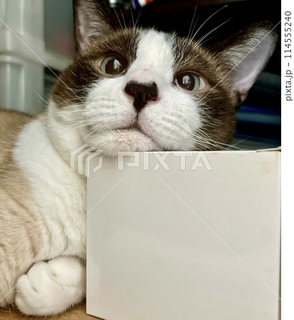 まん丸な猫　 114555240