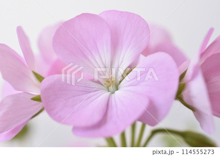 ゼラニウム ゼラニウム 114555273