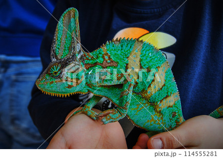 Yemeni chameleon, green at the time of photo.Bright, mature male. Chameleons live approximately 8 years for males and 5 years for females. Yemeni chameleon, green at the time of photo.Bright, mature male. Chameleons live approximately 8 years for males and 5 years for females. 114555281