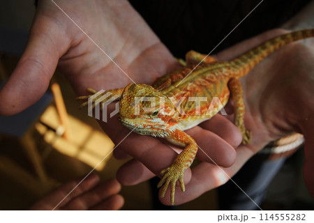 The agama lizard is a bearded dragon.The bearded dragon is a mottled orange color. The agama lizard is a bearded dragon.The bearded dragon is a mottled orange color. 114555282