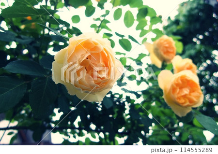 黄色い薔薇の花 黄色い薔薇の花 114555289