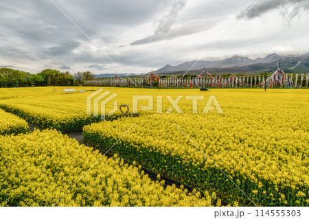 栃木県　那須ハイランドパーク　満開の菜の花と鯉のぼり 114555303