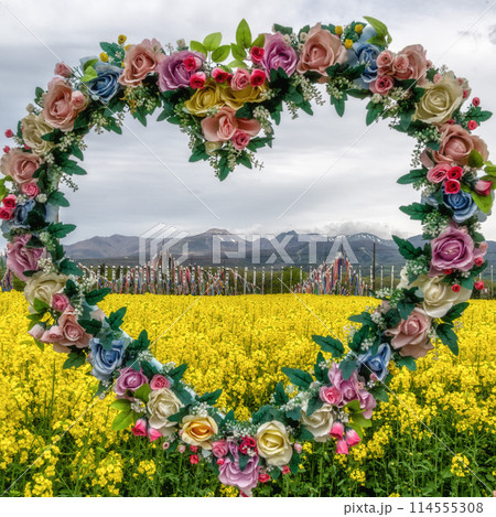 栃木県　那須ハイランドパーク　満開の菜の花と鯉のぼり 114555308