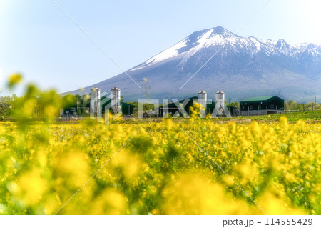 菜の花畑と岩手山 114555429
