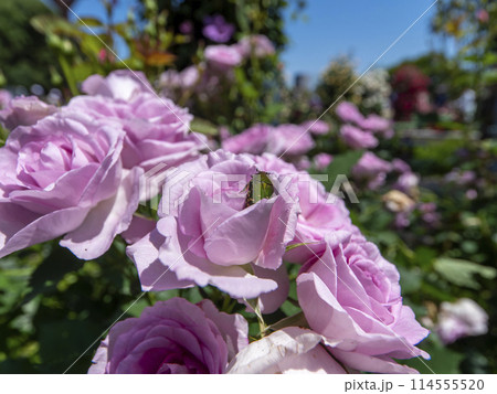薔薇の花とハナムグリ 薔薇の花とハナムグリ 114555520