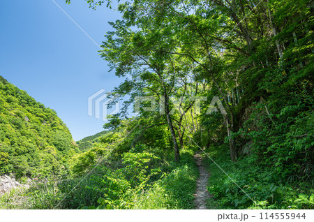 木津川沿いの銀の帯ハイキングコース　京都府笠置町 114555944