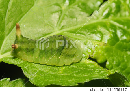 ウラギンシジミの前蛹（左・お尻：右・頭部） 114556117