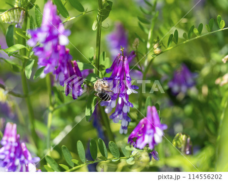 花の蜜と花粉を集める蜜蜂 114556202