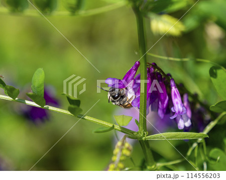 花の蜜と花粉を集める蜜蜂 114556203
