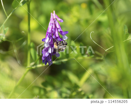 花の蜜と花粉を集める蜜蜂 花の蜜と花粉を集める蜜蜂 114556205