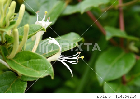 スイカズラの花 114556214