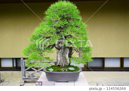 6750　盆栽　黒松　「巌」　BONSAI 114556269
