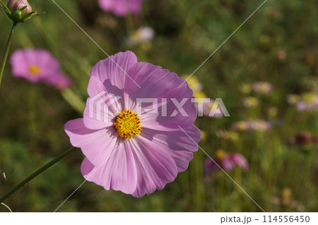 コスモス コスモス 114556450
