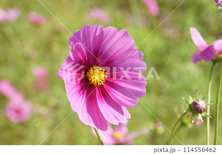 コスモス 114556462