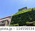 蔦に覆われた建物 114556534