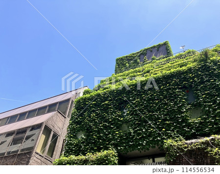 蔦に覆われた建物 114556534