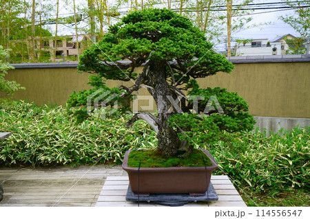 盆栽 6752 盆栽 蝦夷松 「轟」 BONSAIの写真素材 [114556547] - PIXTA