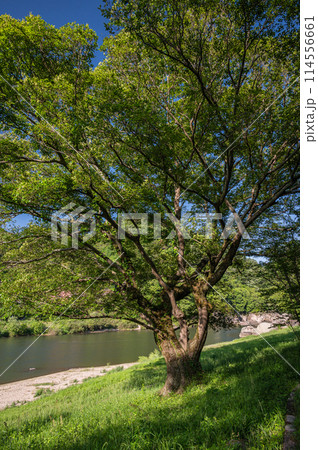 木津川沿いの新緑の木　京都府笠置町 114556661