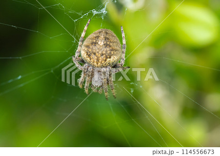 コゲチャオニグモ コゲチャオニグモ 114556673