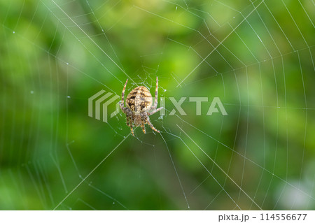 コゲチャオニグモ コゲチャオニグモ 114556677