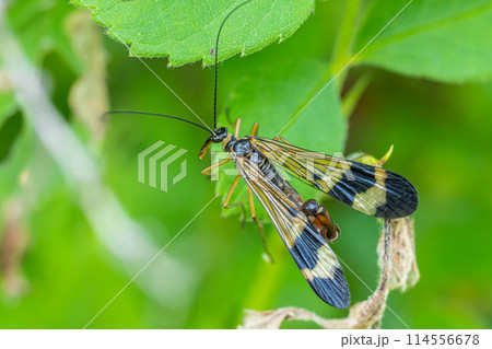 シリアゲムシ（ヤマトシリアゲ） 114556678