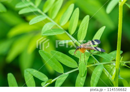 シリアゲムシ（ヤマトシリアゲ） 114556682