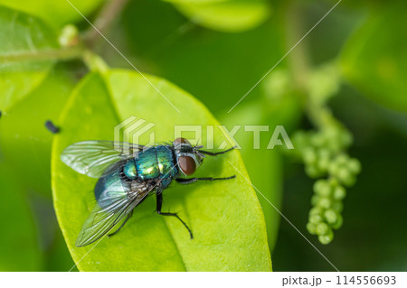 キンバエ 114556693